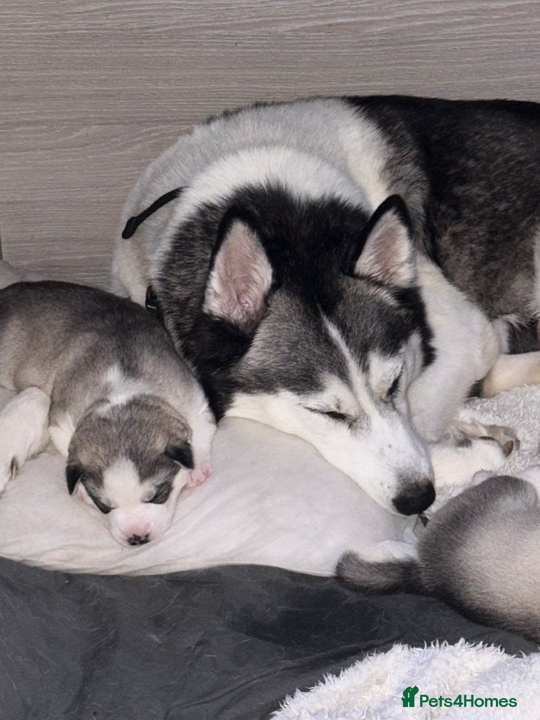 Siberian Husky dogs for sale: Beautiful Siberian Husky Puppies Ready to Reserve - Advert 19