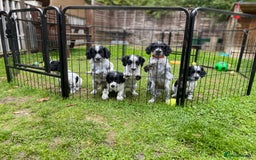 Sprocker dogs for sale: Sprocker Spaniel puppies  - Image 7