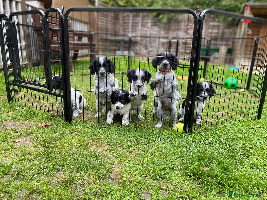 Sprocker dogs for sale: Sprocker Spaniel puppies  - Image 7