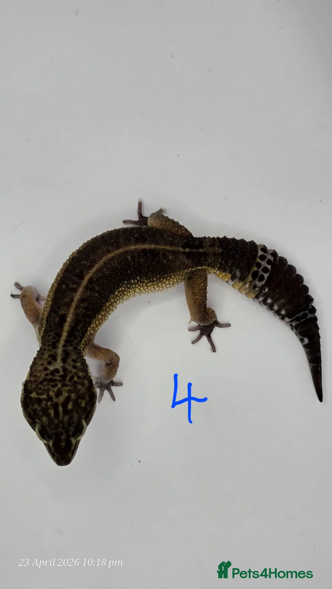 Gecko reptiles for sale: 2024 black night leopard gecko female group - Advert 2