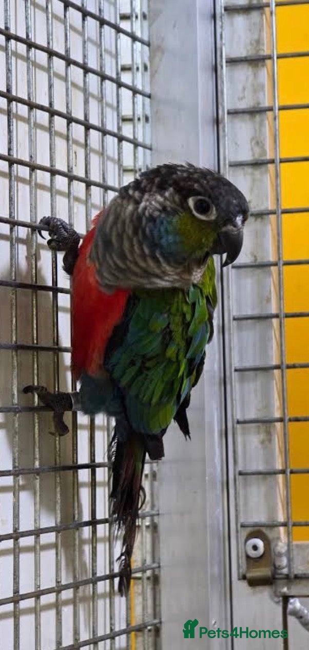 Conures birds Pearly, Crimson, Green-cheeked Conure - Advert 2