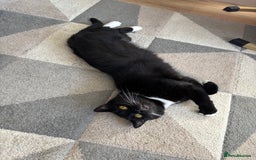 Mixed Breed cats for sale: Loving five-year-old male cat for sale - Image 4