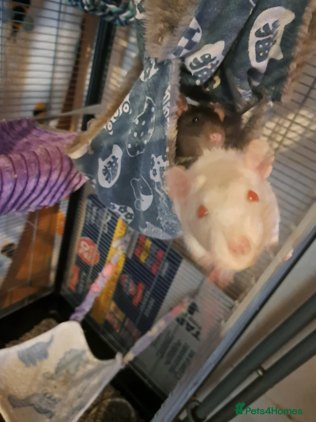 Rat rodents for sale: 3 Boy rats and full set up. Sad sale. in Leeds - Advert 2