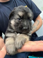 German Shepherd dogs - Advert 3