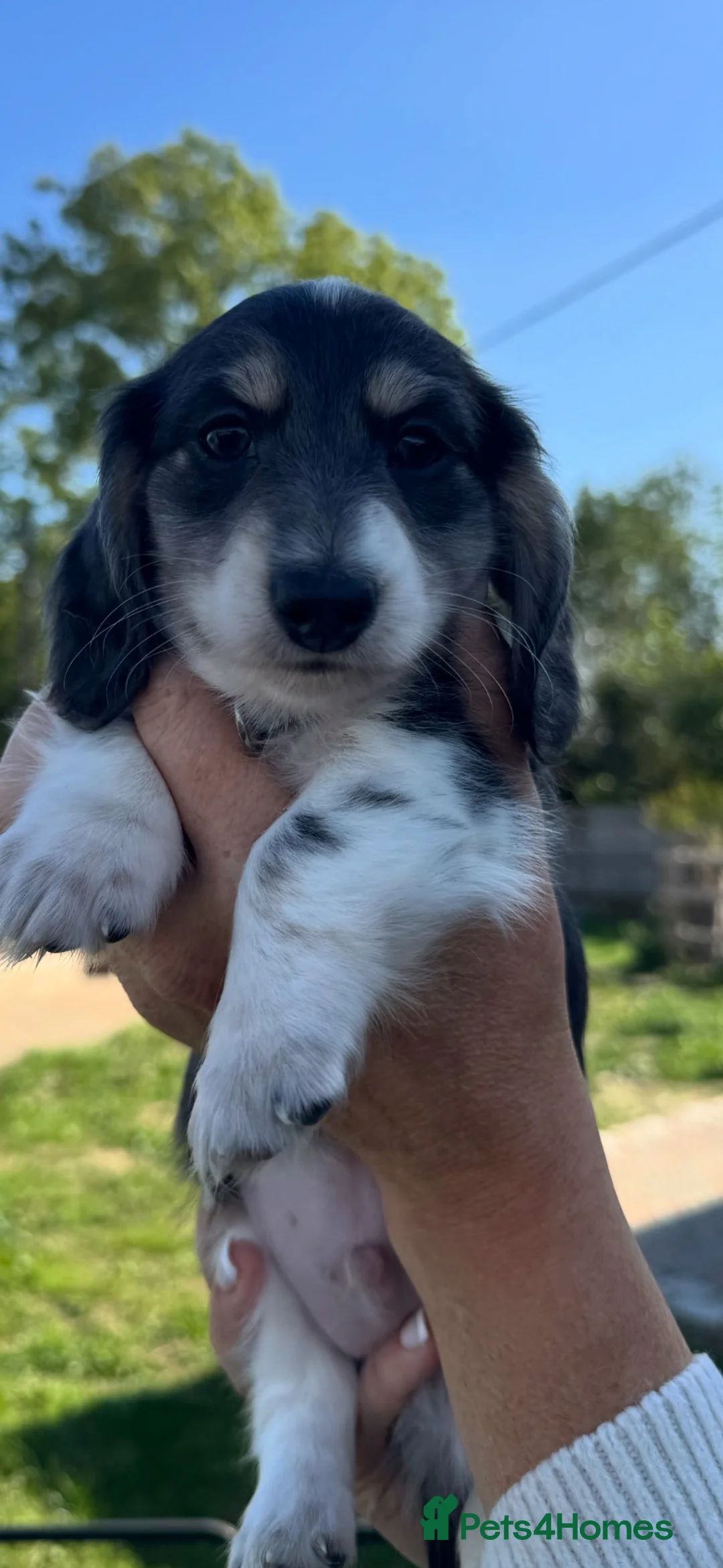 Miniature Dachshund dogs for sale: Blue&Cream Piebald Long Haired Miniature Dachshund - Advert 2