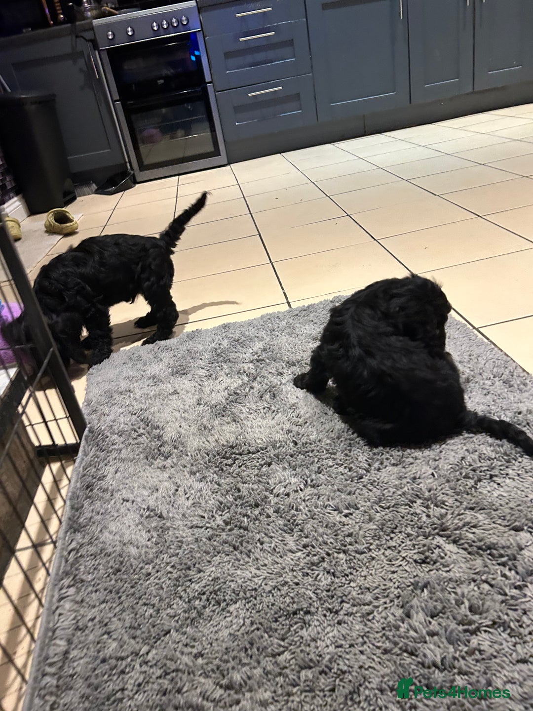 Cockapoo dogs for sale: Cockapoos puppies  - Image 14