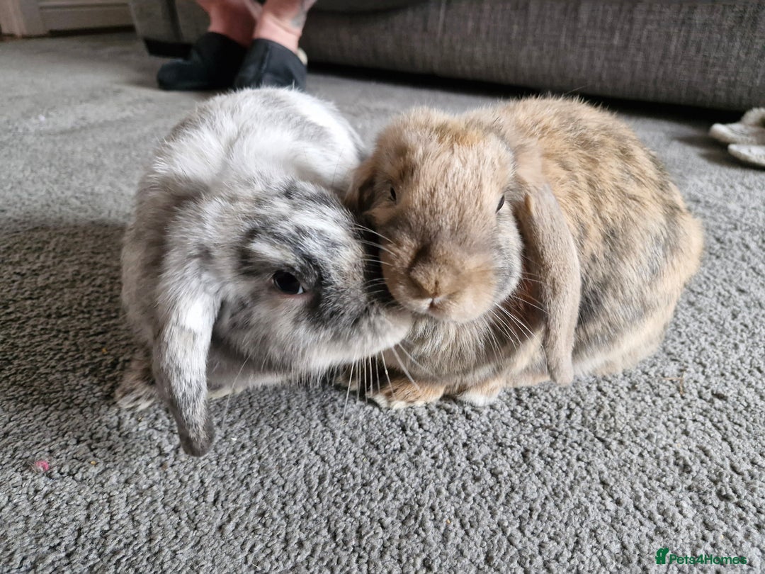 Mini Lop rabbits for sale: Two lop sisters  - Image 2