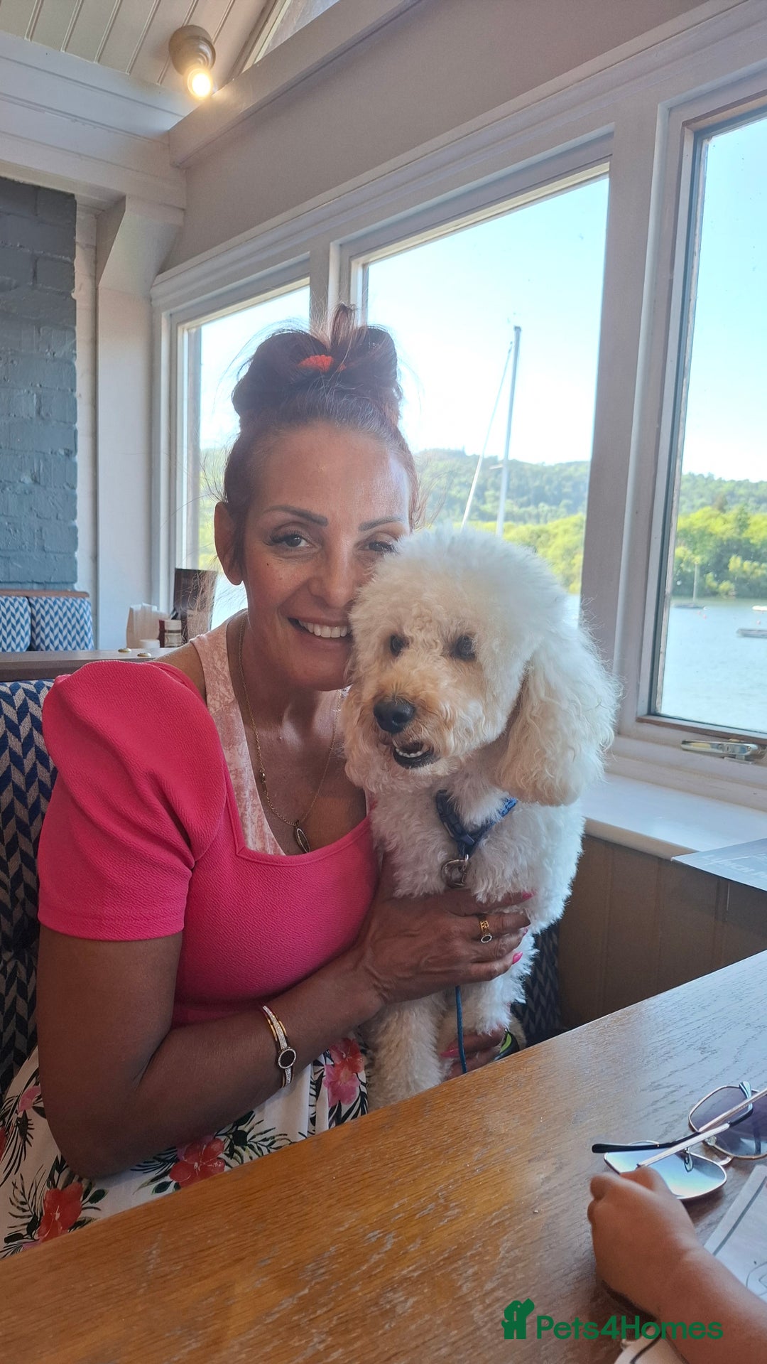 Poodle dogs for stud: Toy Poodle - Image 2