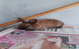 Lionhead rabbits for sale: 2 cute lionhead rabbits come with cage and food - Image 9