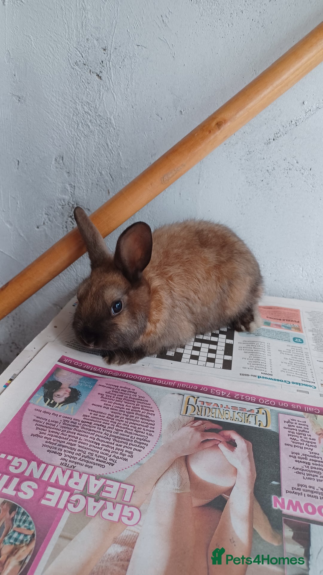 Lionhead rabbits for sale: 2 cute lionhead rabbits come with cage and food - Image 9