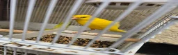 Canaries birds for sale: Persian canary  - Advert 6
