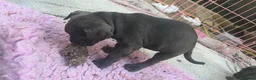 Cane Corso dogs for sale: ICCF Registered 8th gen 🧬🏆 Cane Corso pups. in Stalybridge - Advert 22
