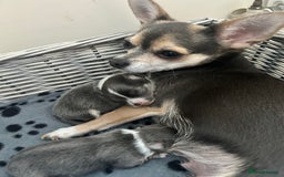 Chihuahua dogs for sale: Adorable chihuahuas  - Advert 1