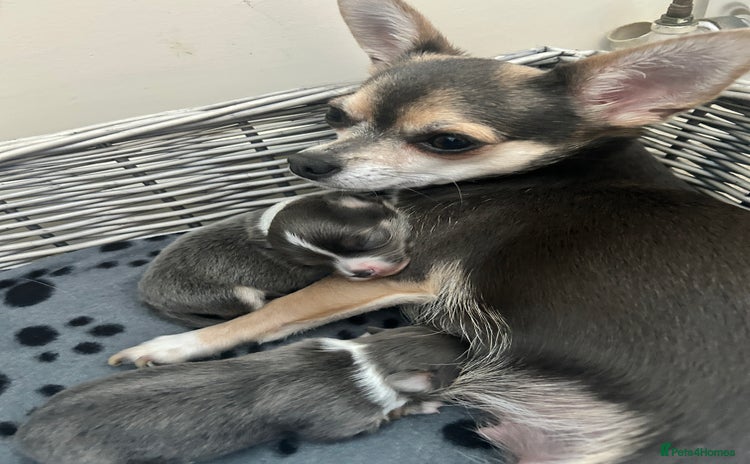 Chihuahua dogs Adorable chihuahuas  - Advert 1