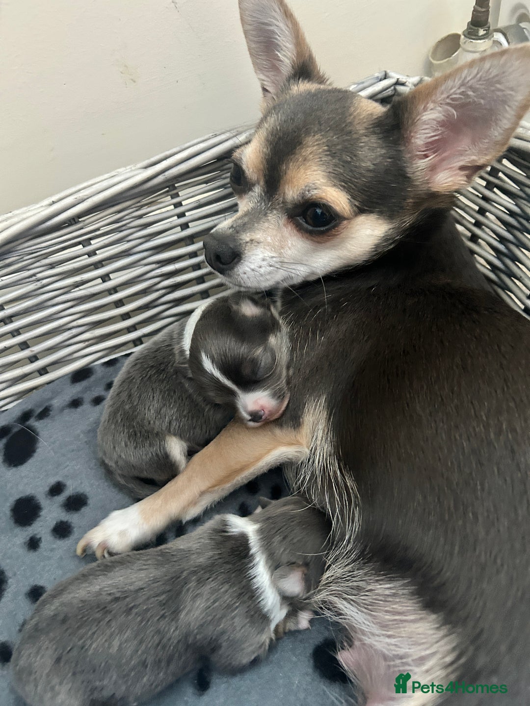 Chihuahua dogs for sale: Adorable chihuahuas  - Advert 1