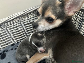 Chihuahua dogs Adorable chihuahuas - Advert 1