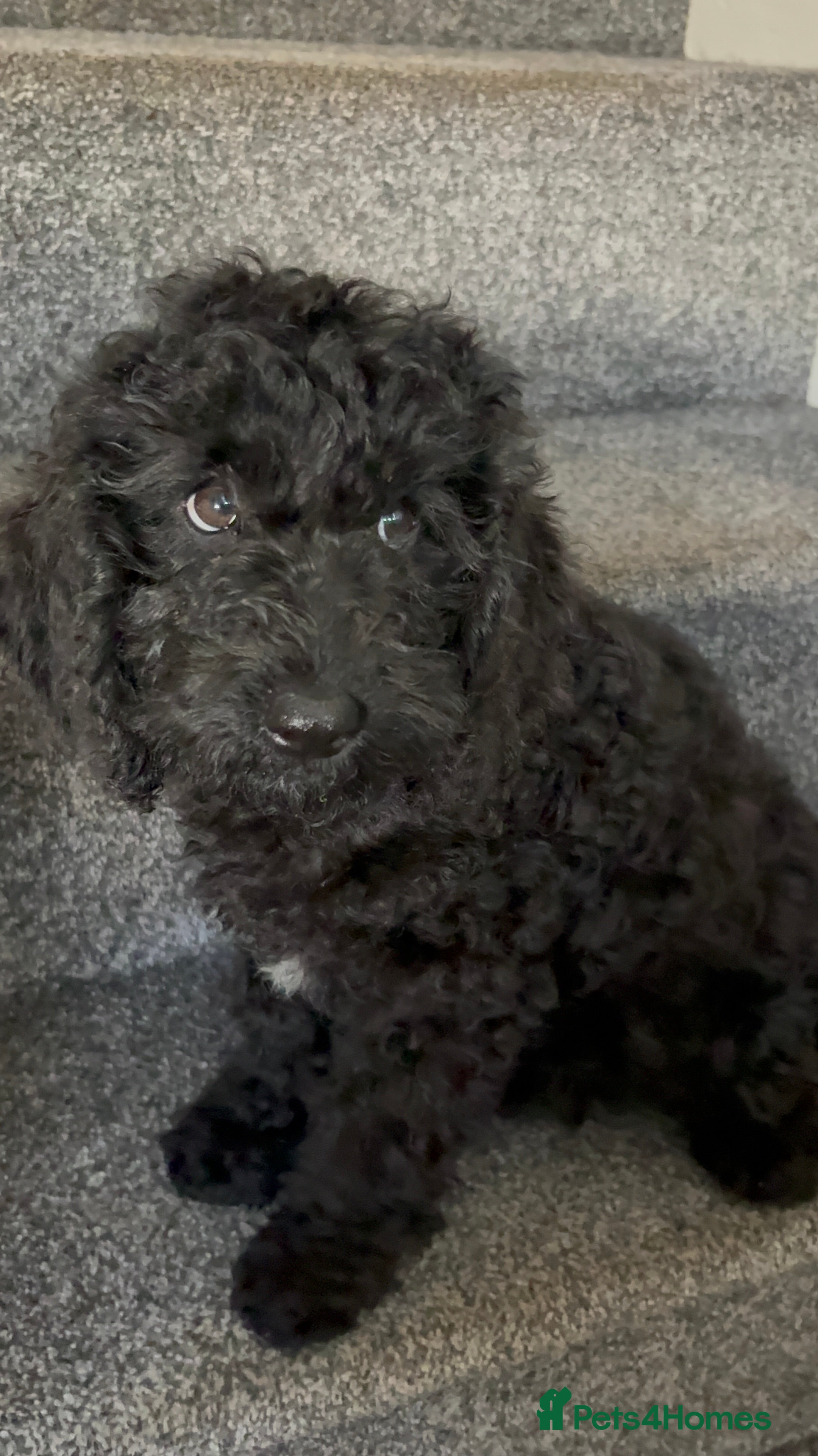 Cockapoo dogs Full Vaccinations READY NOW Show Cockapoo F1b - Advert 2