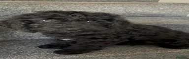 Cockapoo 3