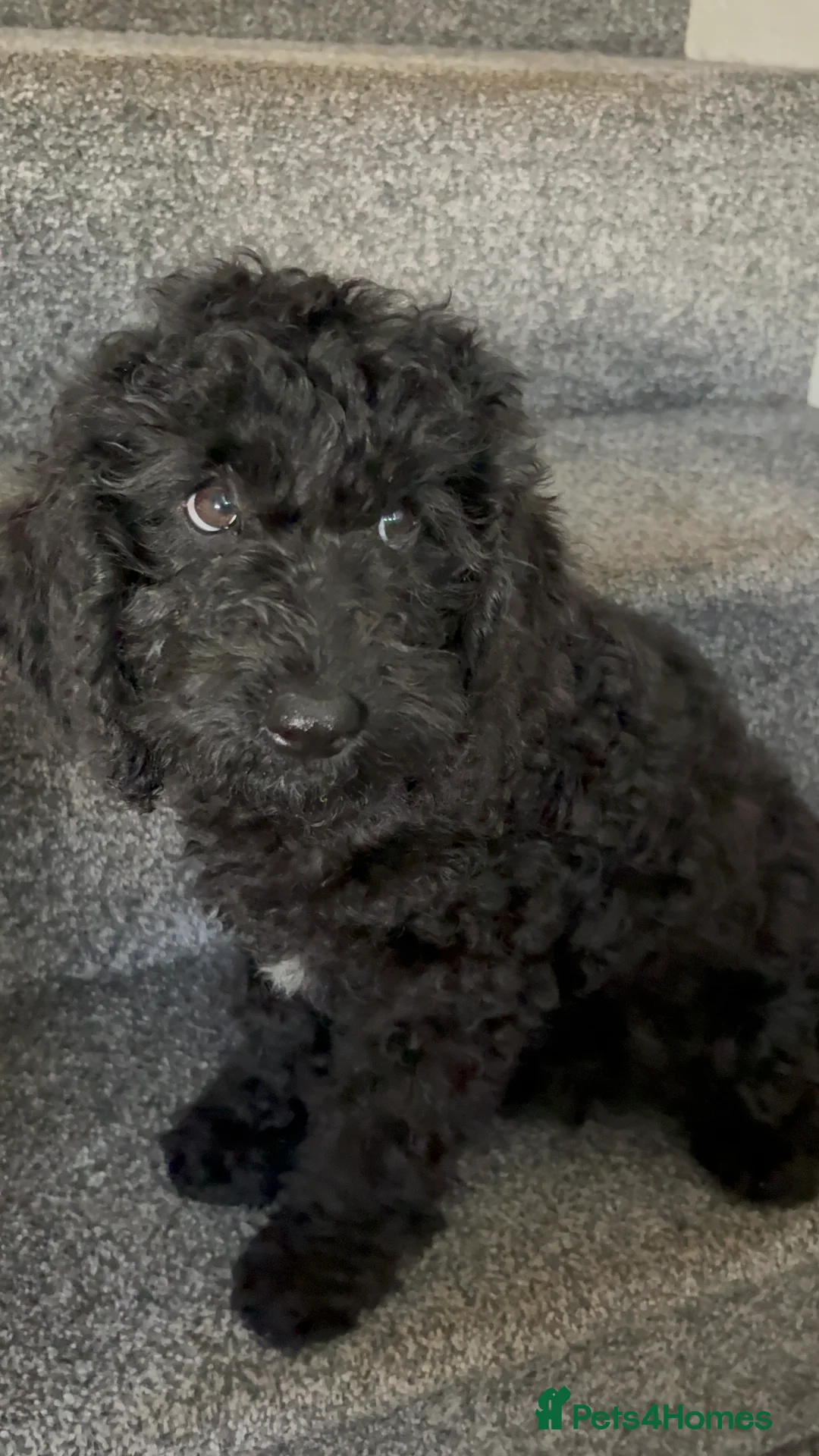 Cockapoo dogs for sale: Full Vaccinations READY NOW Show Cockapoo F1b - Advert 2