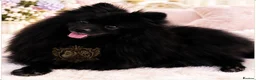 Pomeranian dogs for sale: 🐾💙 BLACK TEDDY BEAR POMERANIAN RKC DNA - Advert 5