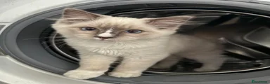 Ragdoll Kitten 4
