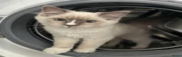 Ragdoll cats for sale: 🤍Purebred beautiful ragdoll kittens 🤍 in Hornchurch - Advert 23