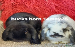 Mini Lop rabbits for sale: Minilops/mini lionlops available  - Image 7
