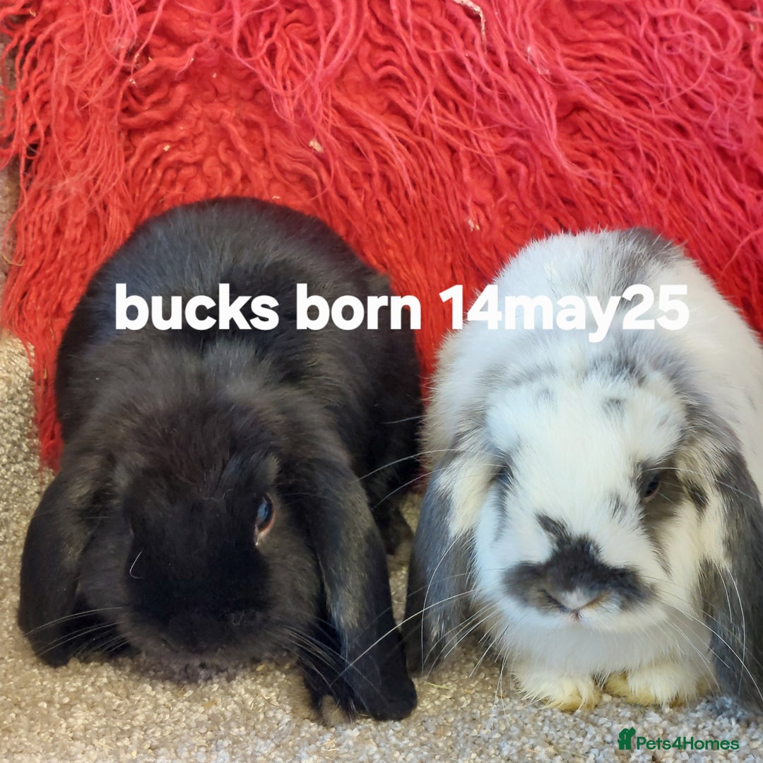 Mini Lop rabbits for sale: Minilops/mini lionlops available  - Image 7