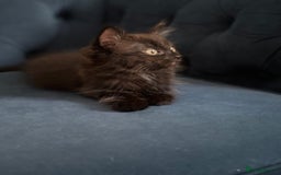 Mixed Breed cats for sale: Mix breed beautiful kittens - Image 26