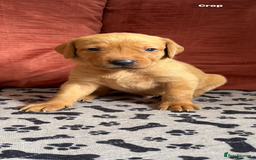 Labrador Retriever dogs for sale: KC reg labs- working bloodline  in Lanark - Image 11