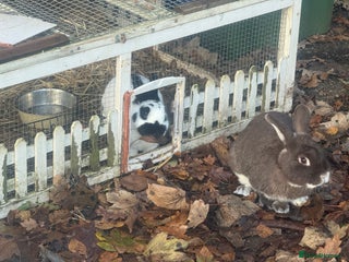 Mixed Breed rabbits Meet Mouse and Henri - Advert 1