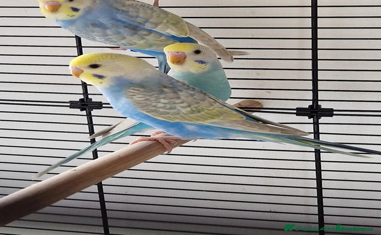 Budgerigars birds - Advert 5