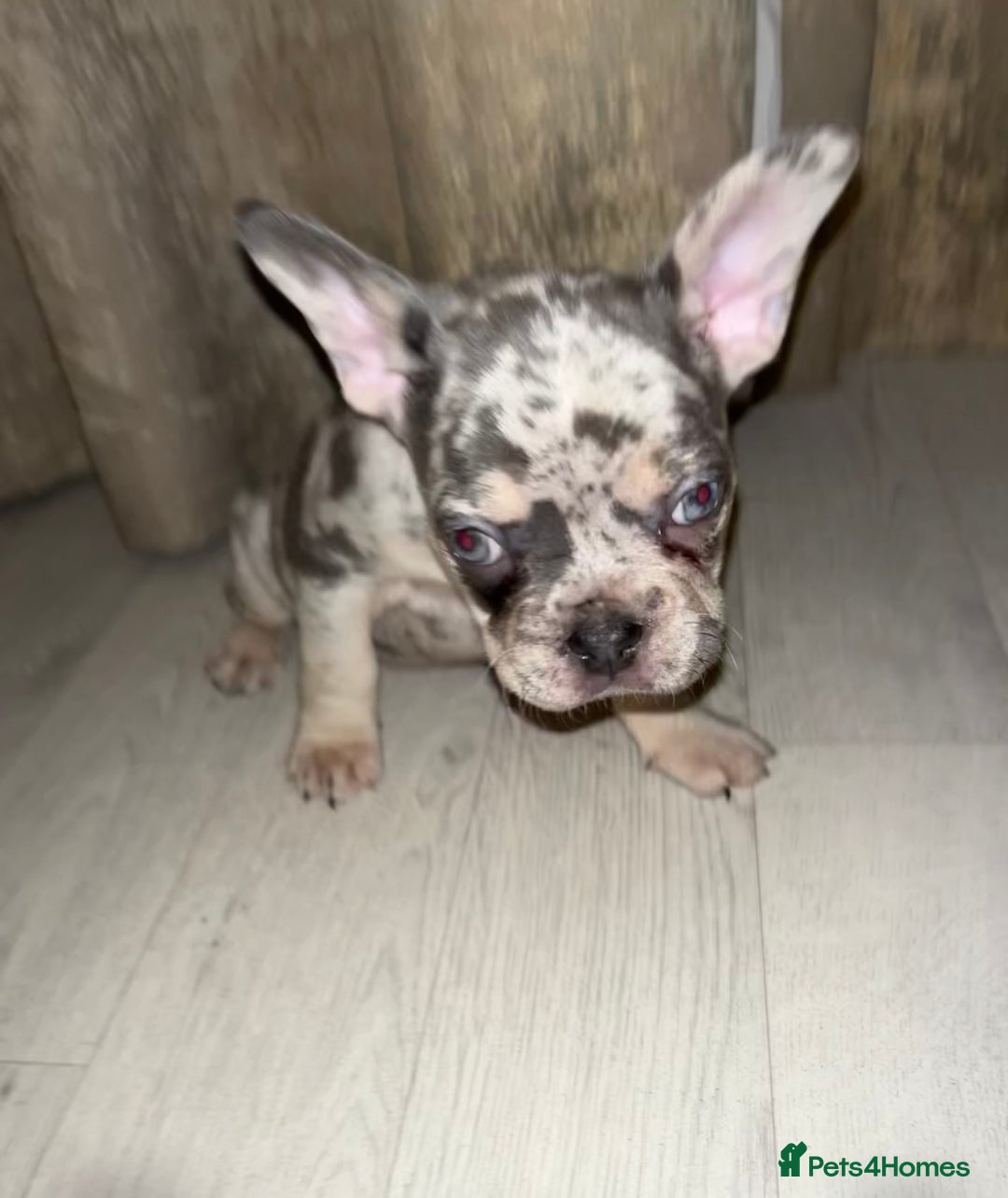 French Bulldog dogs for sale: READY NOW French bulldog pups REDUCED - Advert 8