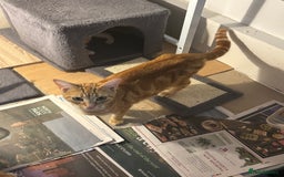 British Shorthair cats for sale: Ginger and white cats - Image 2