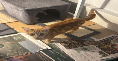 British Shorthair cats Ginger and white cats - Advert 14