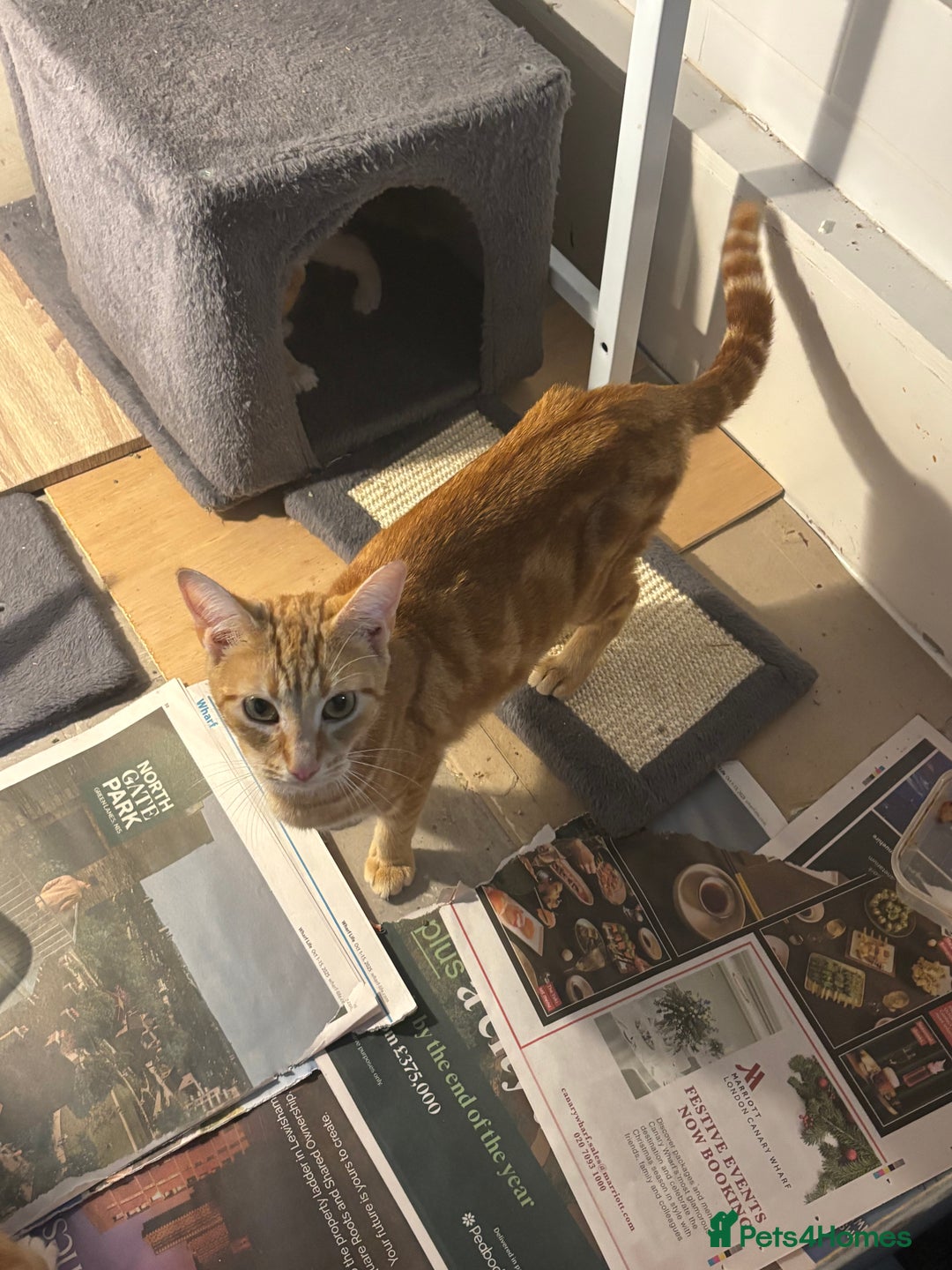 British Shorthair cats for sale: Ginger and white cats - Image 2