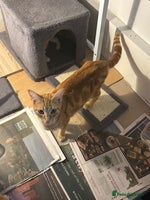 British Shorthair cats Ginger and white cats - Advert 4