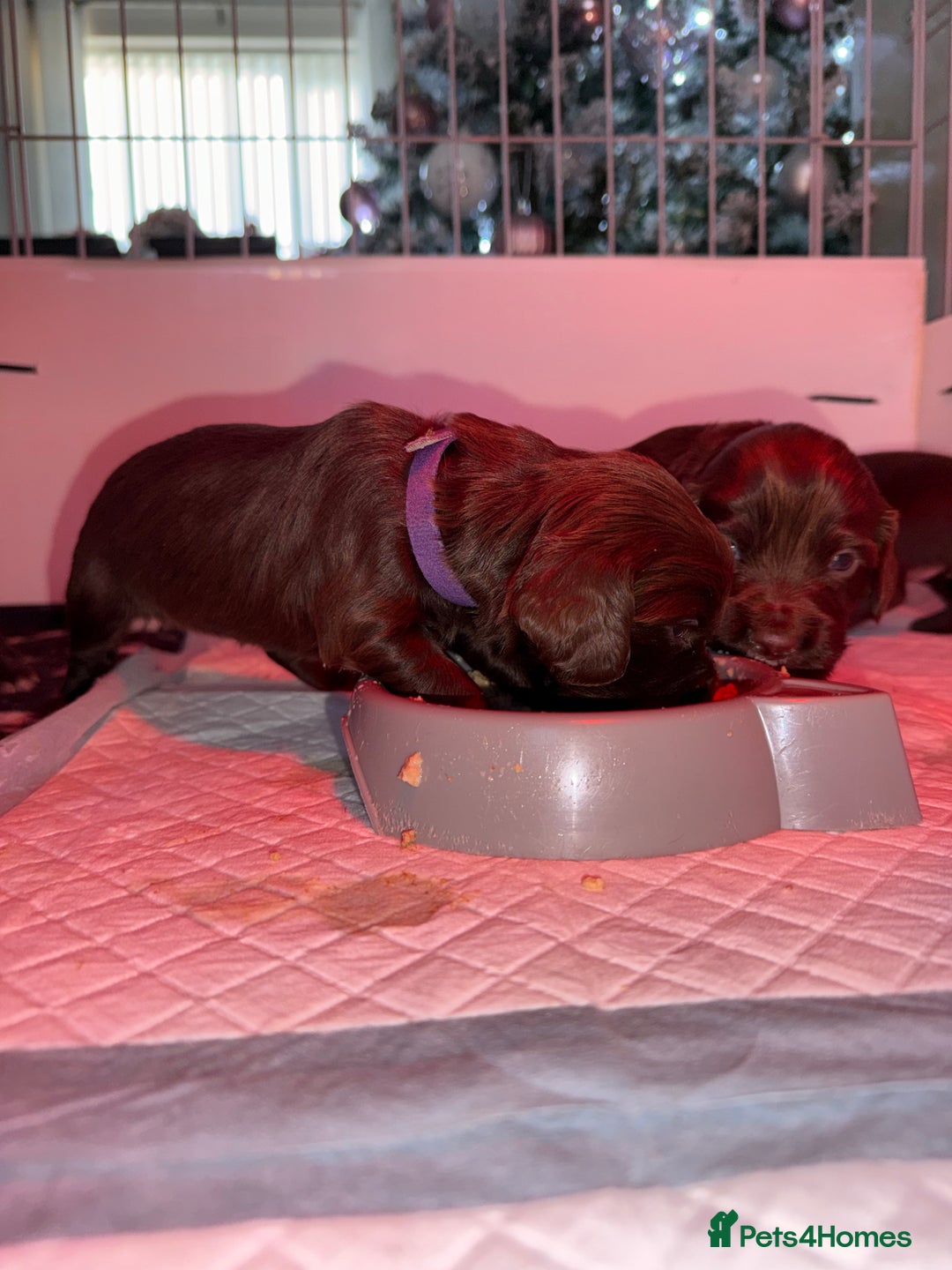 Cocker Spaniel dogs for sale: Working Cocker Spaniels - Advert 10