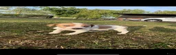 Lurcher dogs for sale: Lurcher puppies  - Advert 2