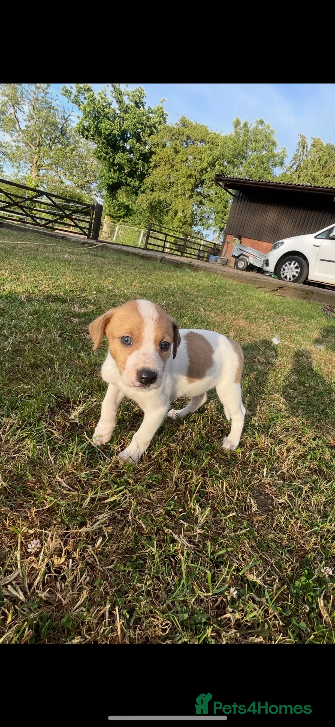 Lurcher dogs for sale: Lurcher puppies  - Advert 2