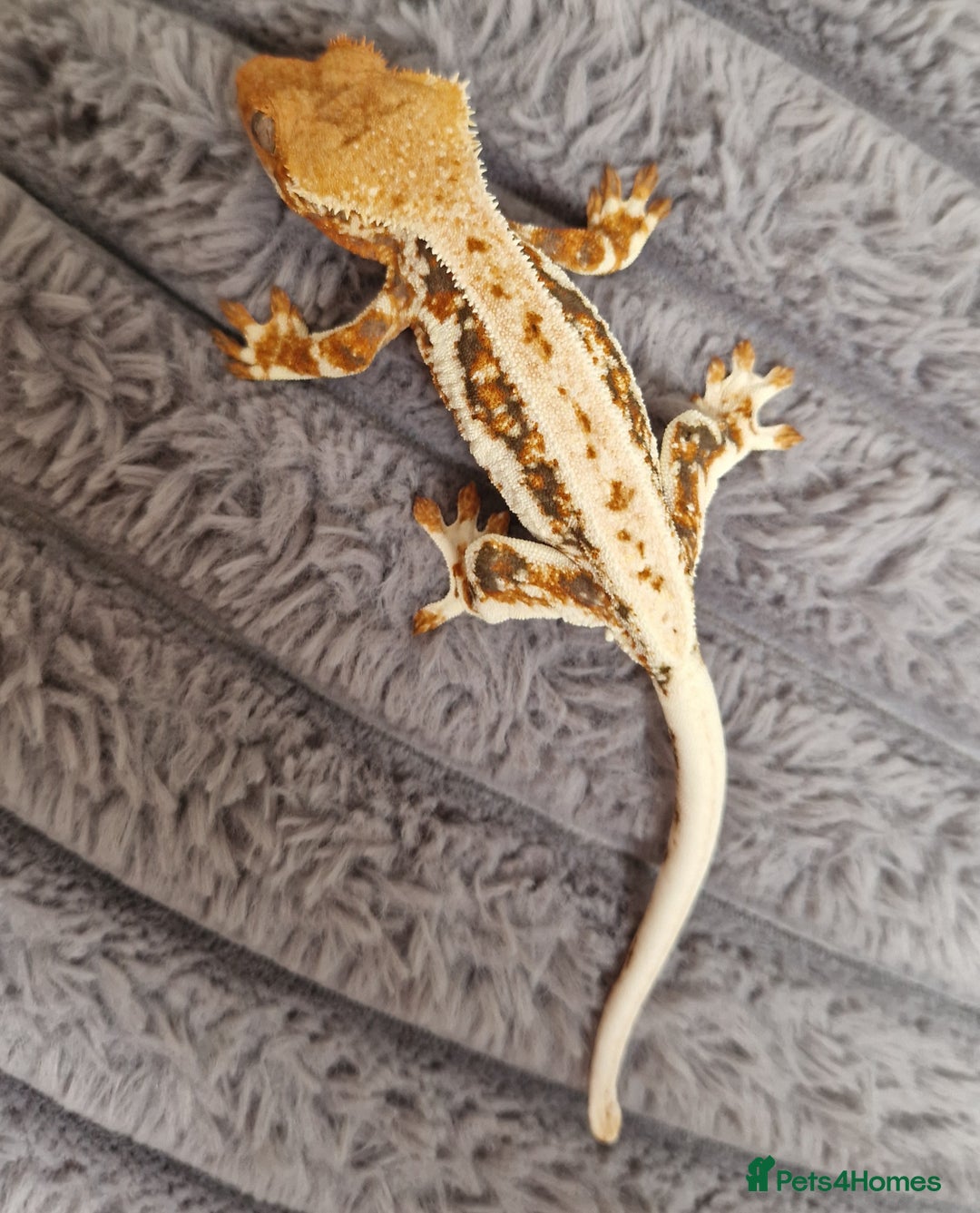 Gecko reptiles for sale: lily white crested geckos for sale - Image 2
