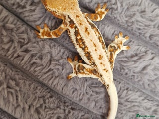 Gecko reptiles - Advert 13