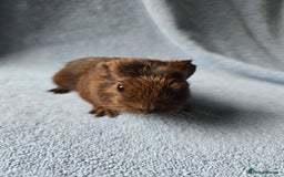 Guinea Pig rodents for sale: Baby Guinea Pigs Taking Reservations.   - Image 5