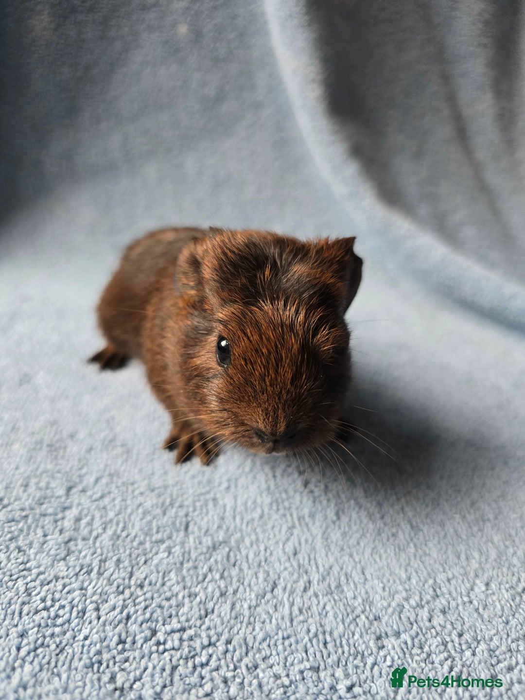 Guinea Pig rodents for sale: Baby Guinea Pigs Taking Reservations.   - Image 5