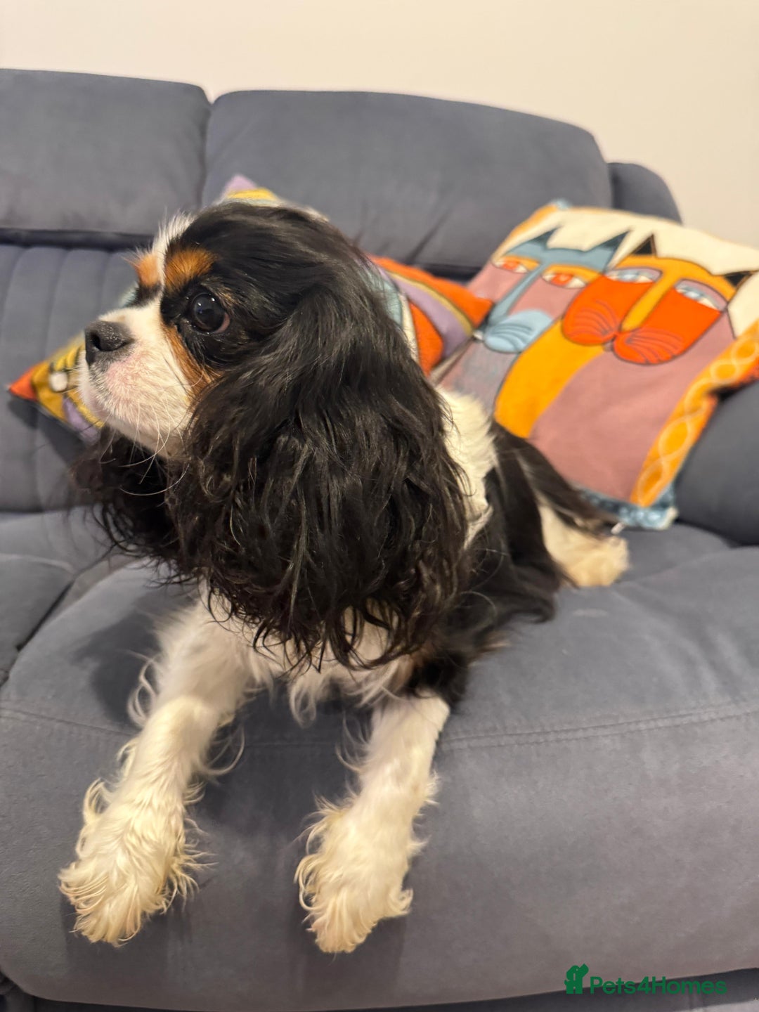 Cavalier King Charles Spaniel dogs for sale: Cavalier Pups – 0.10% COI, Health Tested, KC Reg - Image 7