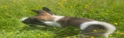 Akita dogs for sale: Akita Puppies  in Buxton - Advert 12