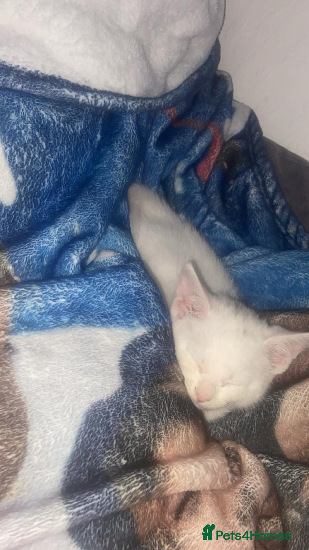 Mixed Breed cats for sale: 3 Stunning female kittens ready for their new home - Advert 17