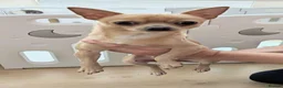 Chihuahua dogs for stud: Milo - FOR STUD Only - (KC Reg Chihuahua) - Advert 2