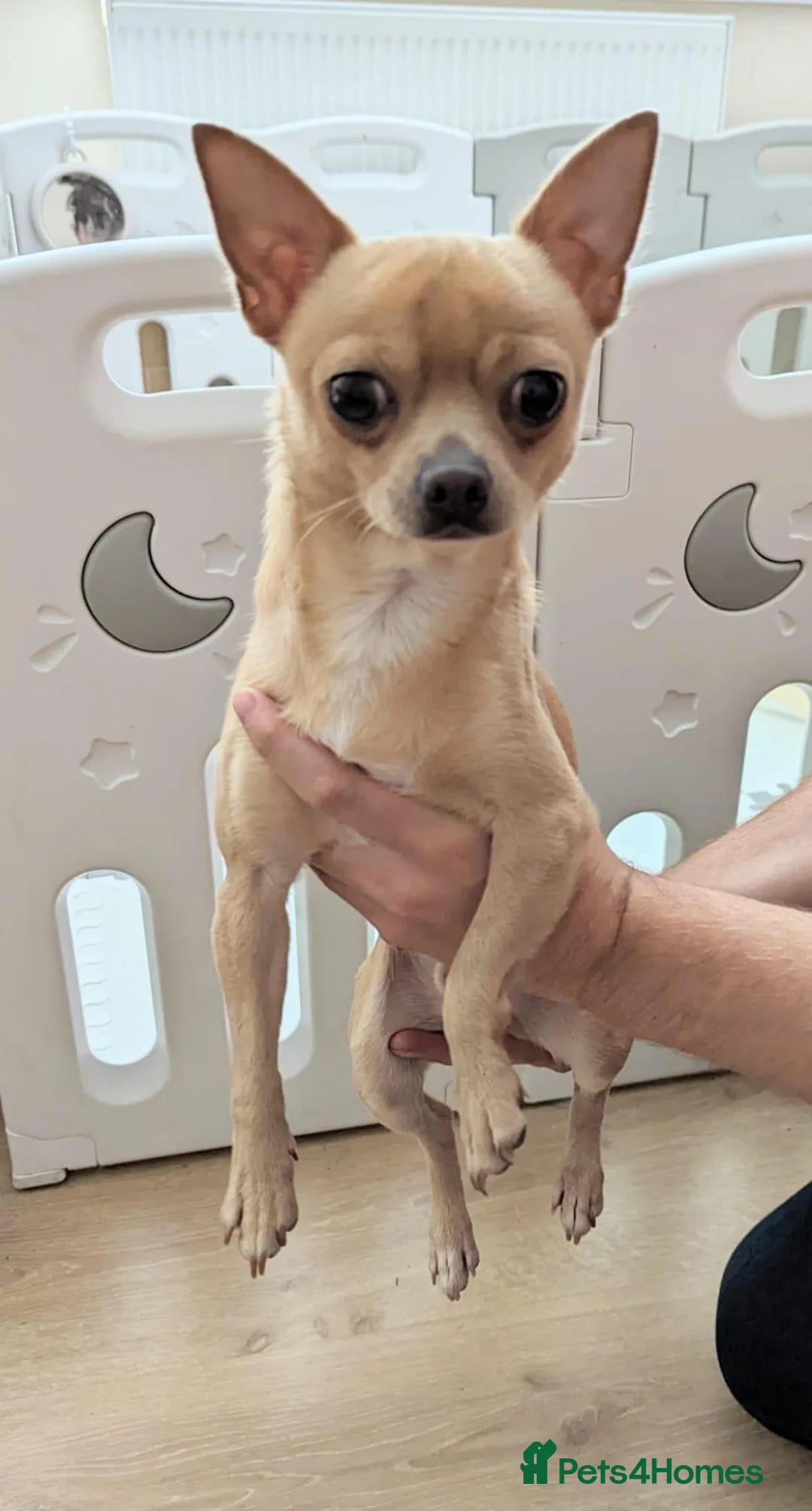 Chihuahua dogs for stud: Milo - FOR STUD Only - (KC Reg Chihuahua) - Advert 2