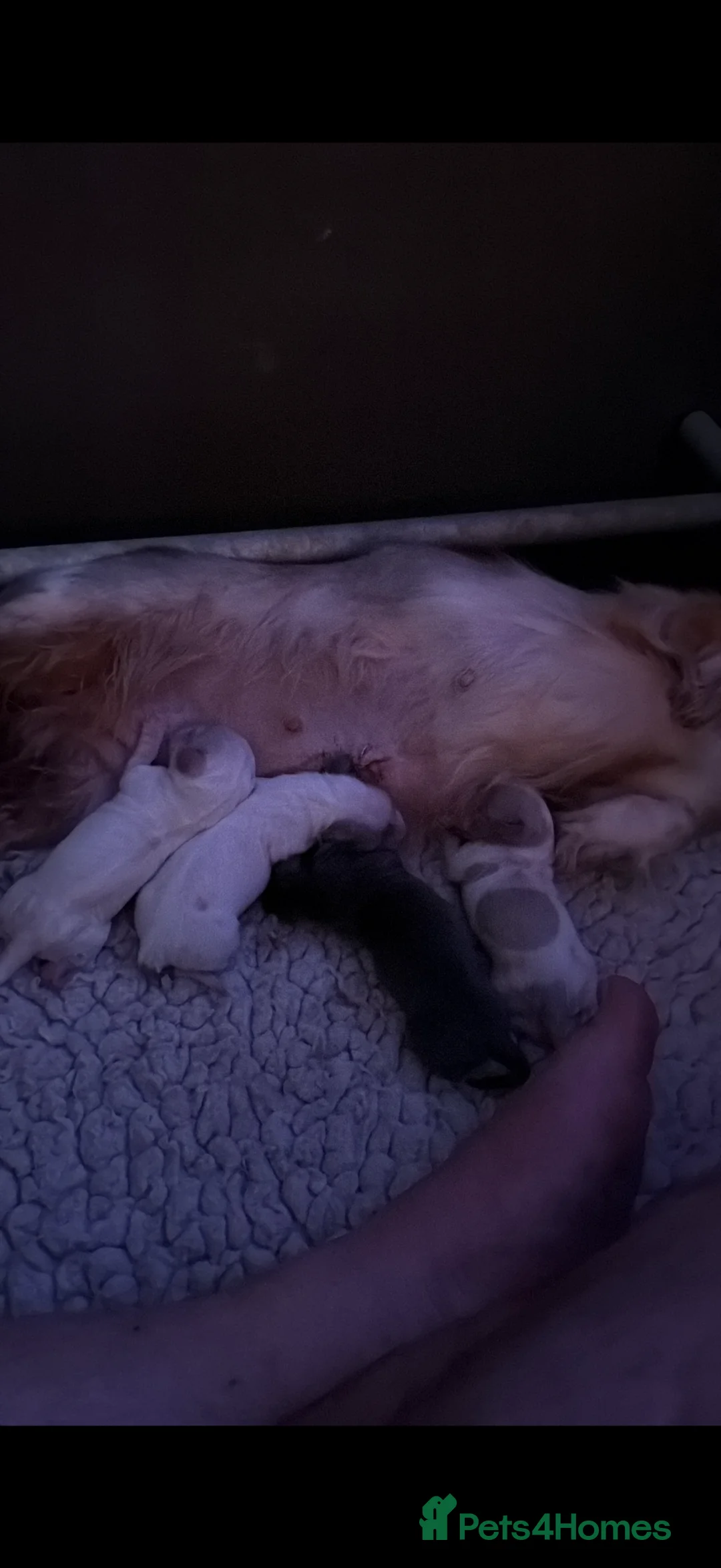 Miniature Dachshund dogs for sale: Kc miniature long haired dachshunds  in Scunthorpe - Advert 8